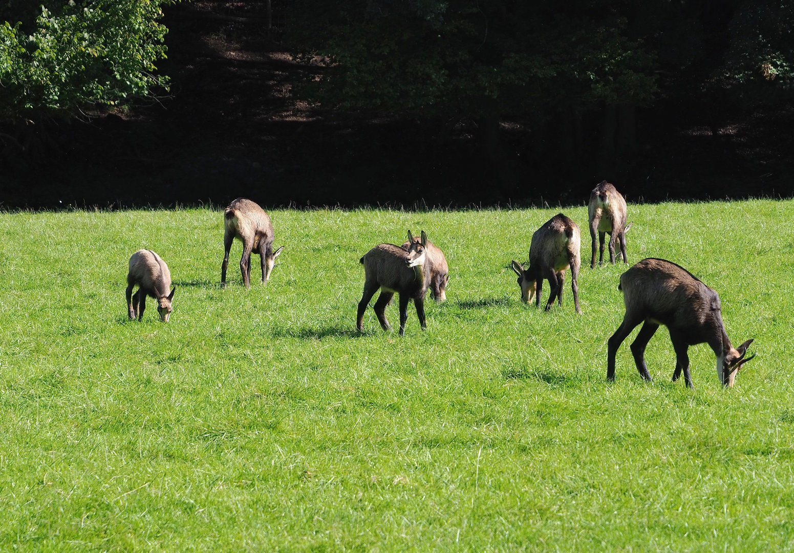 Alpine chamois (Rupicapra rupicapra rupicapra) herd, 2023-09-26
