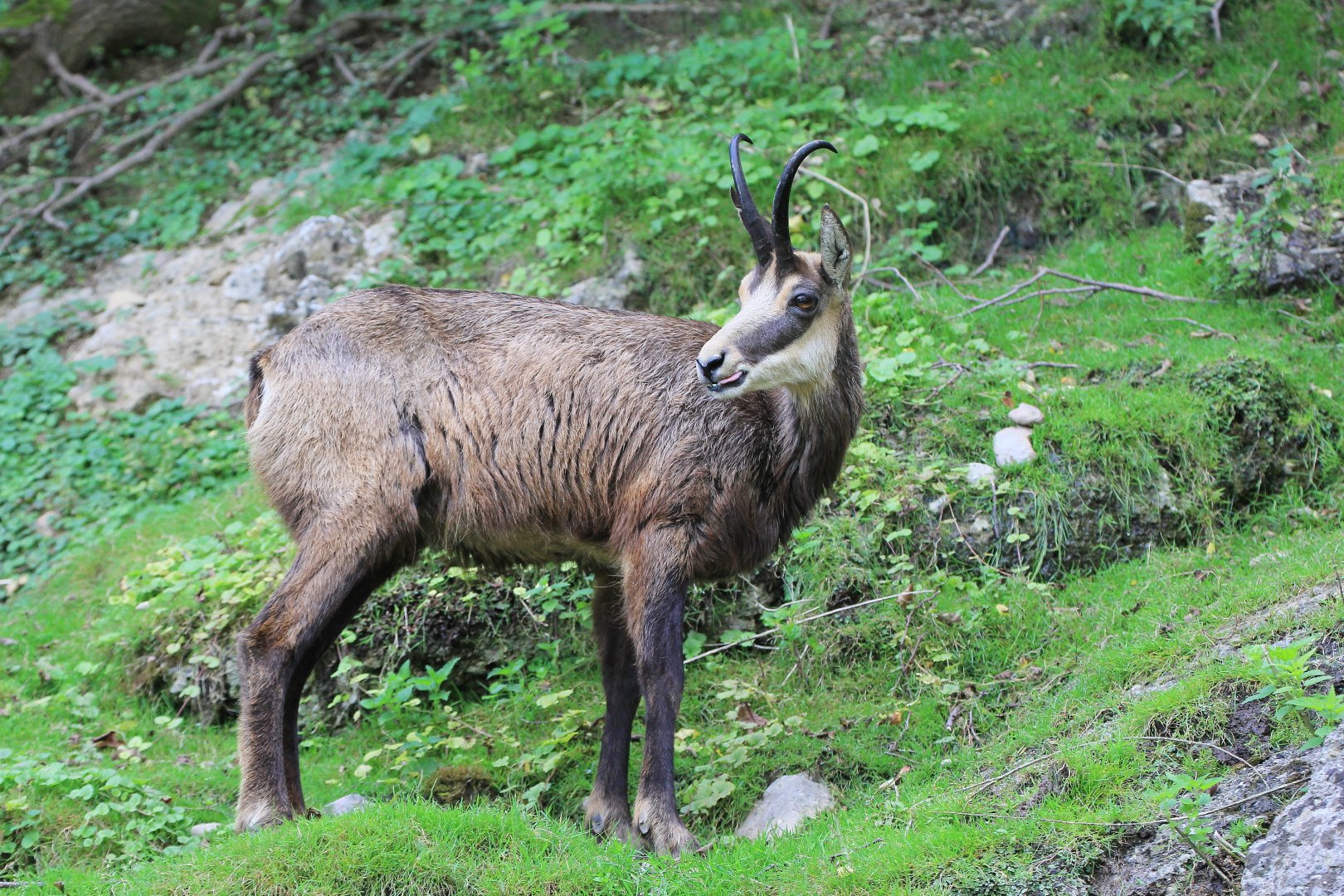 Alpine Chamois (Rupicapra rupicapra rupicapra), July 2017