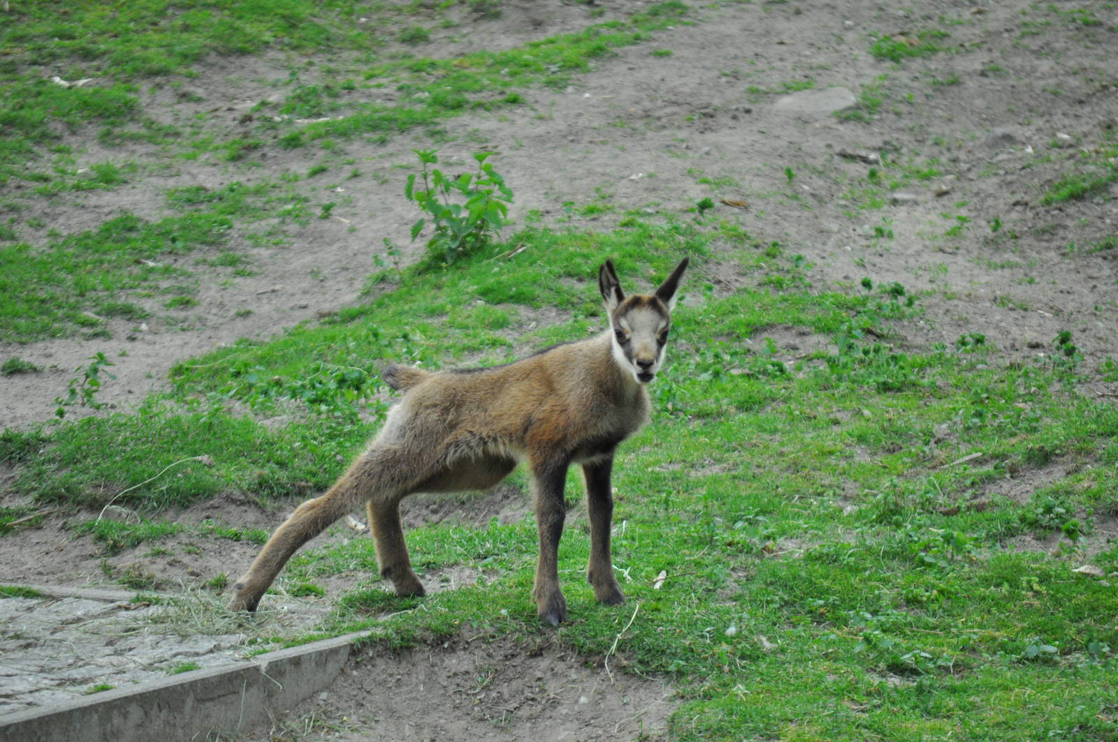 Alpine chamois (Rupicapra rupicapra rupicapra)