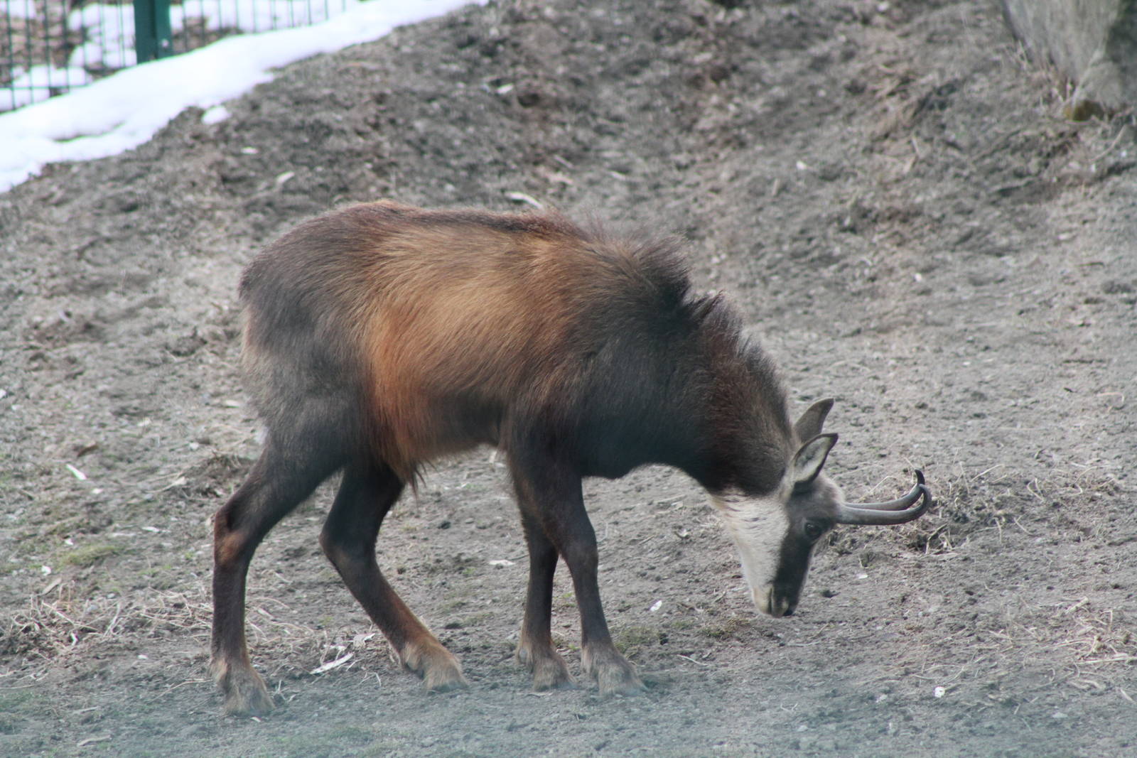 Alpine Chamois (Rupicapra rupicapra rupicapra)