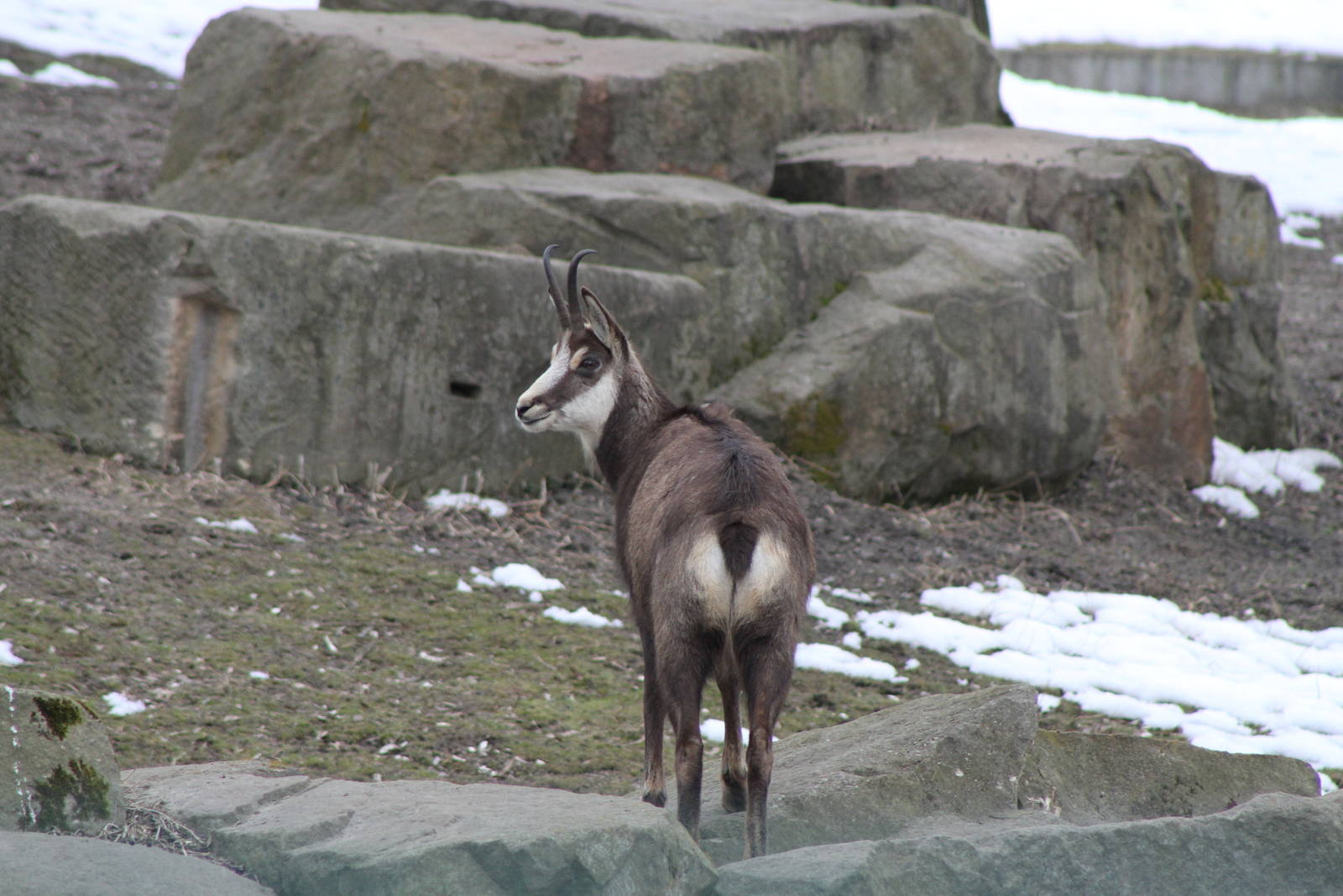 Alpine Chamois (Rupicapra rupicapra rupicapra)