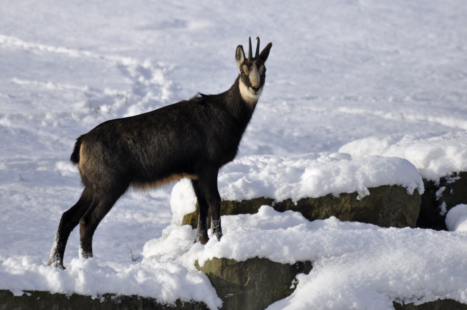 Alpine chamois (Rupicapra rupicapra rupicapra)