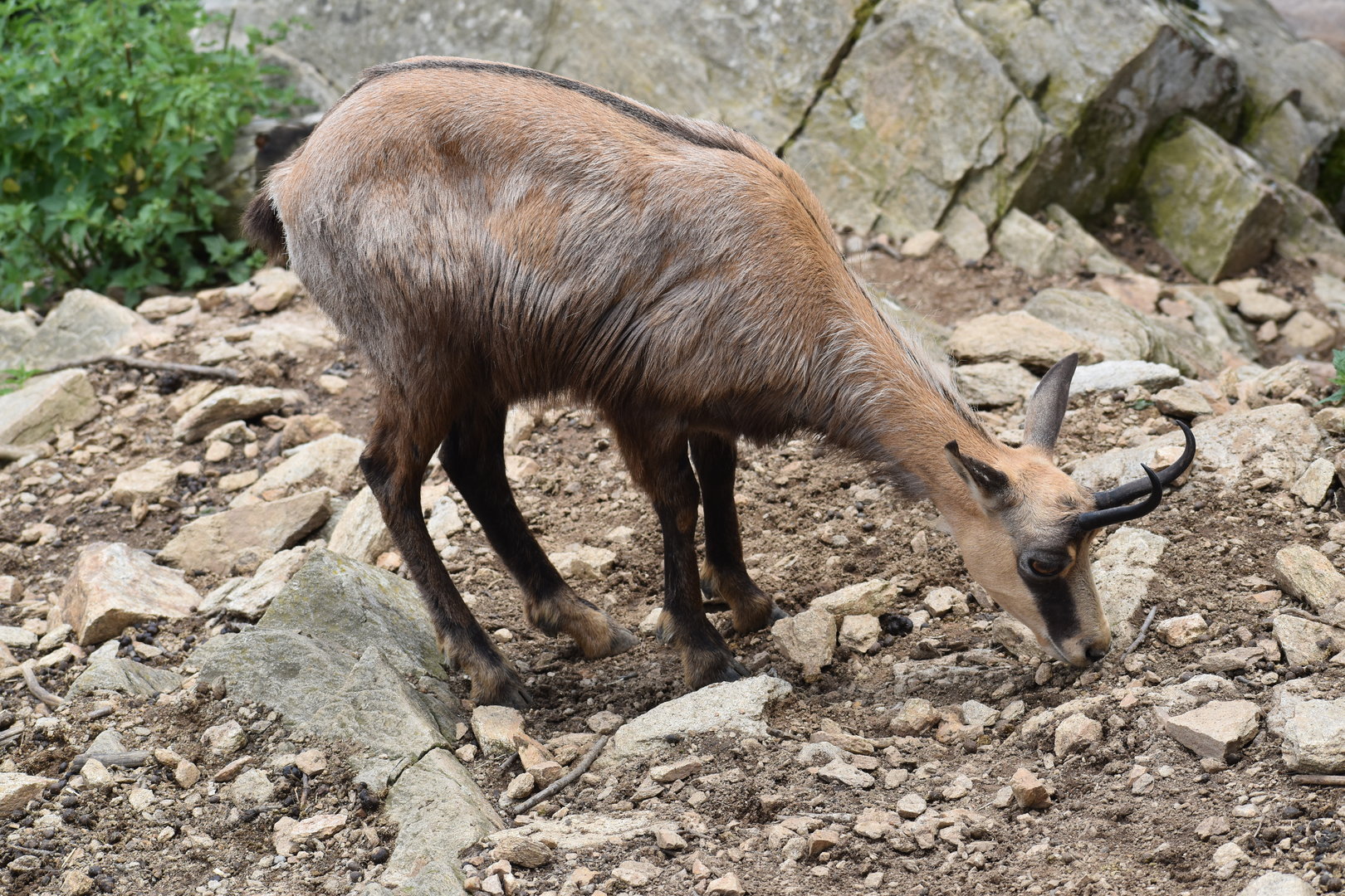 Alpine chamois - Rupicapra rupicapra rupicapra