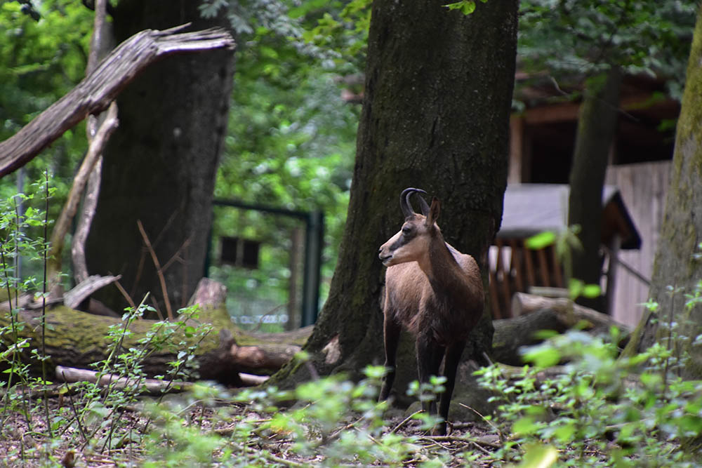 Alpine chamois (Rupicapra rupicapra rupicapra)