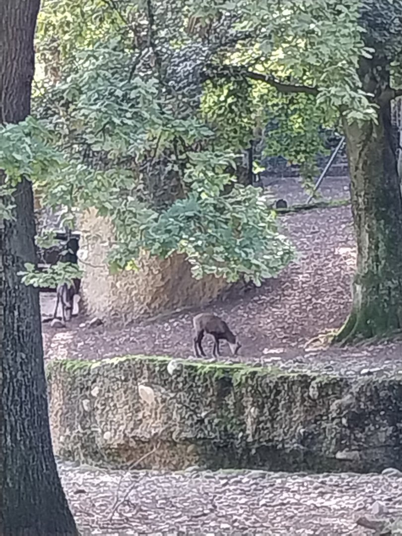Alpine chamois (Rupicapra rupicapra rupicapra)