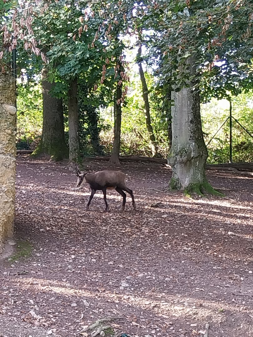 Alpine chamois (Rupicapra rupicapra rupicapra)