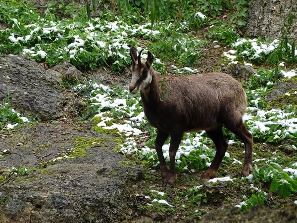 Alpine chamois (Rupicapra rupicapra)