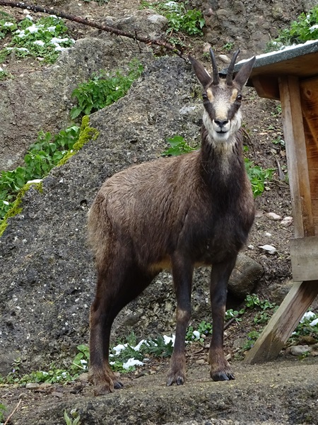 Alpine chamois (Rupicapra rupicapra)