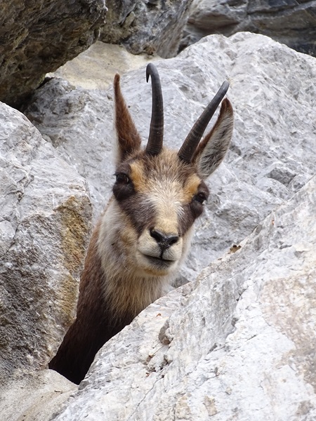 Alpine chamois (Rupicapra rupicapra)