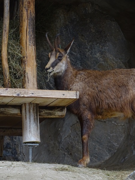 Alpine chamois (Rupicapra rupicapra)