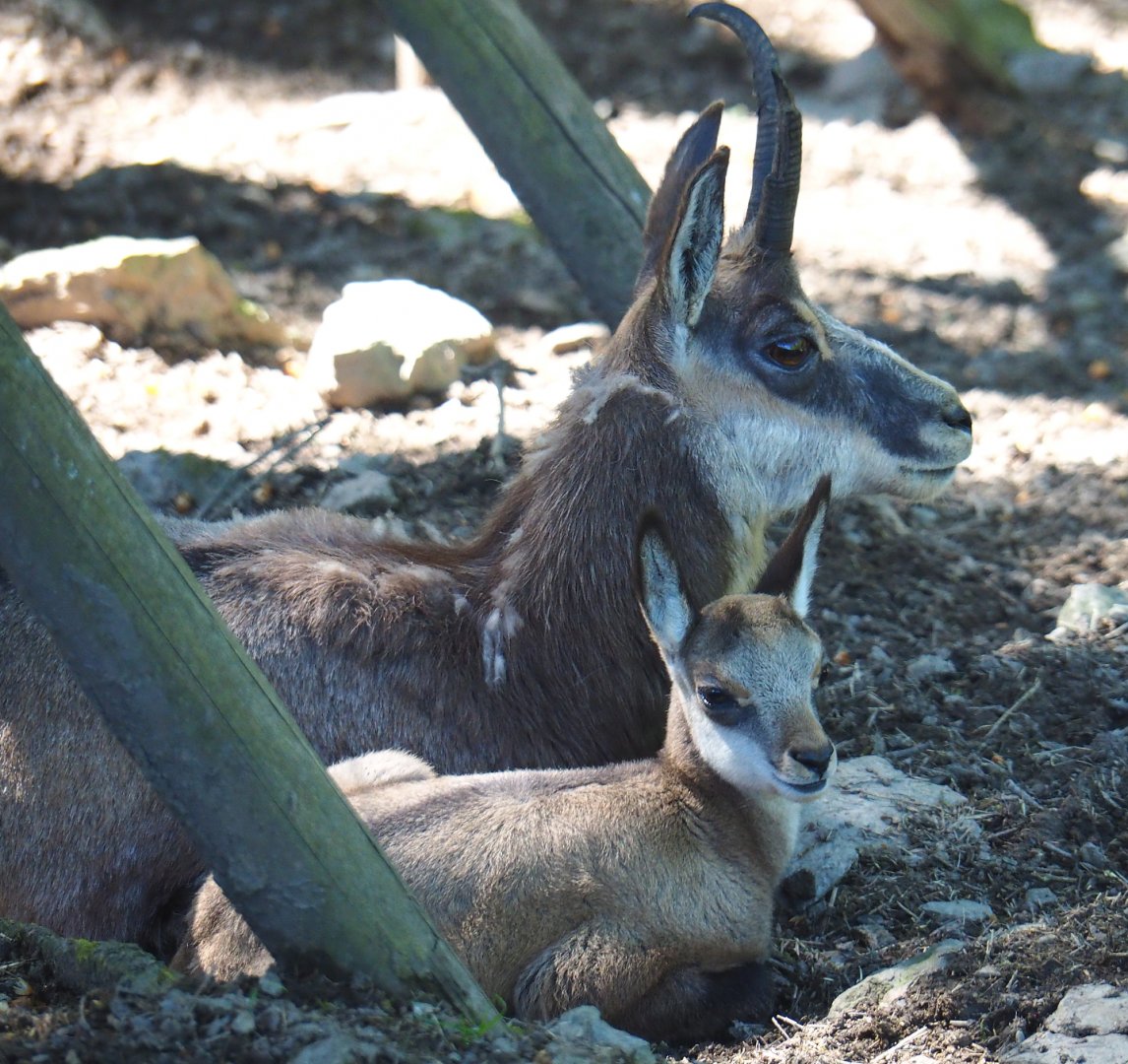 Alpine chamois with calf (Rupicapra rupicapra rupicapra), 2021-05-29