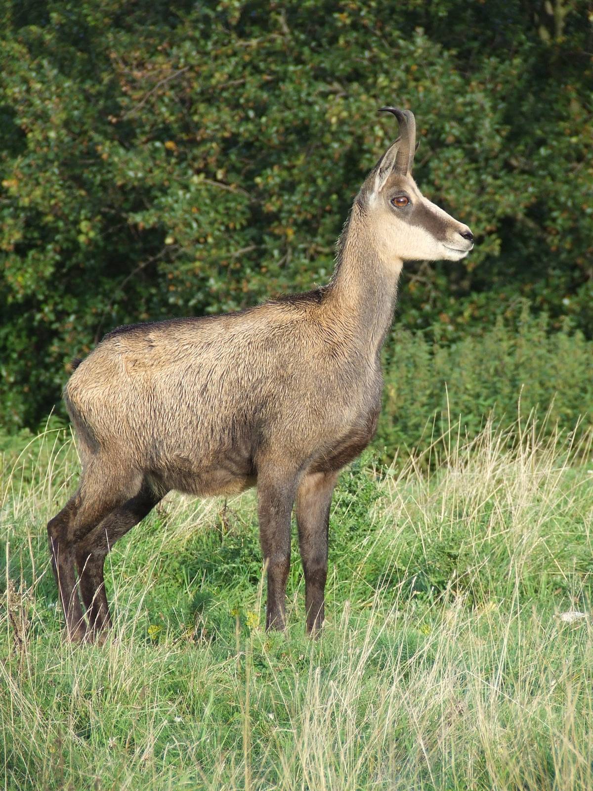 Alpine Chamois