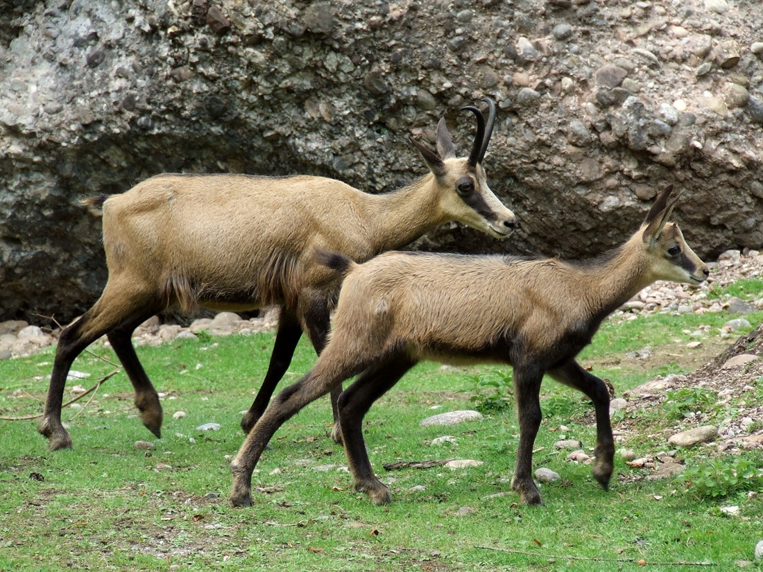 Alpine Chamois