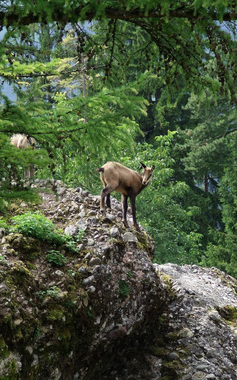 Alpine Chamois