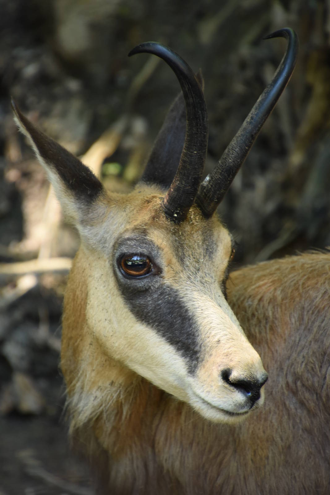 Alpine chamois