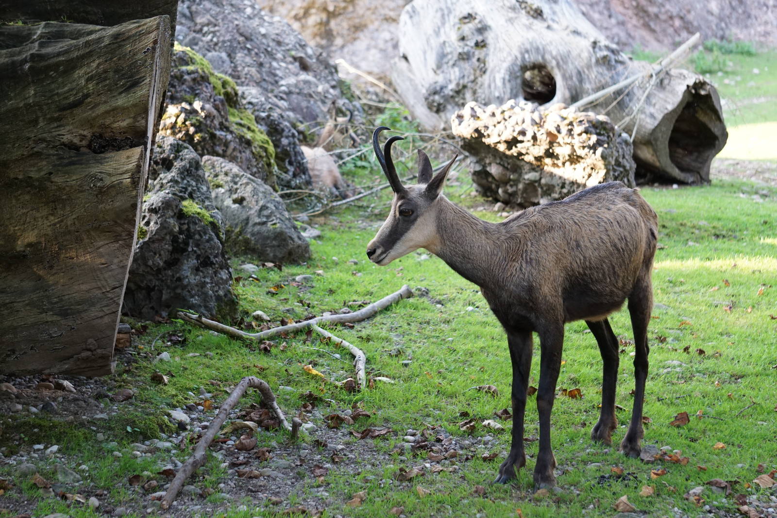 Alpine Chamois