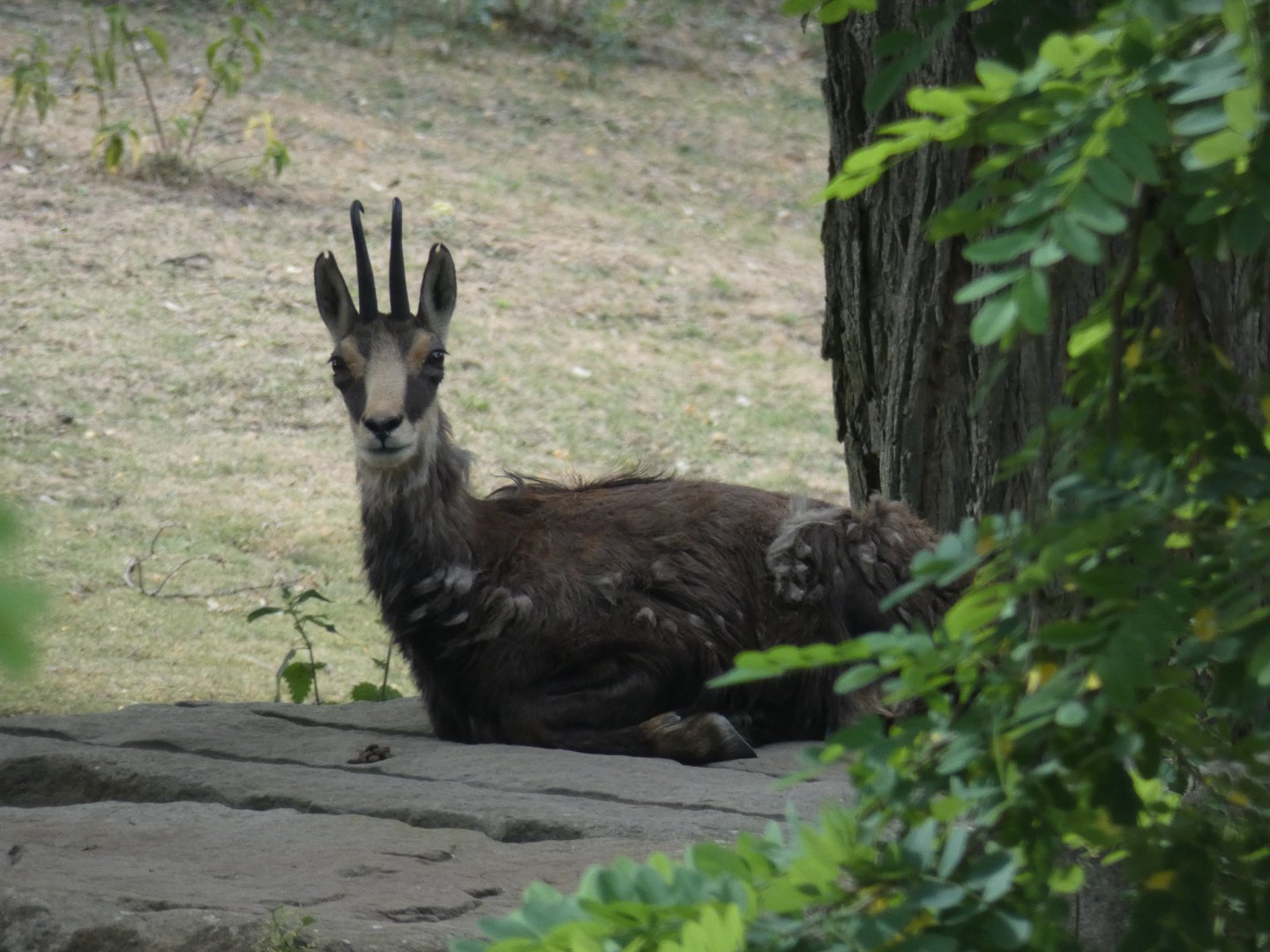 Alpine Chamois