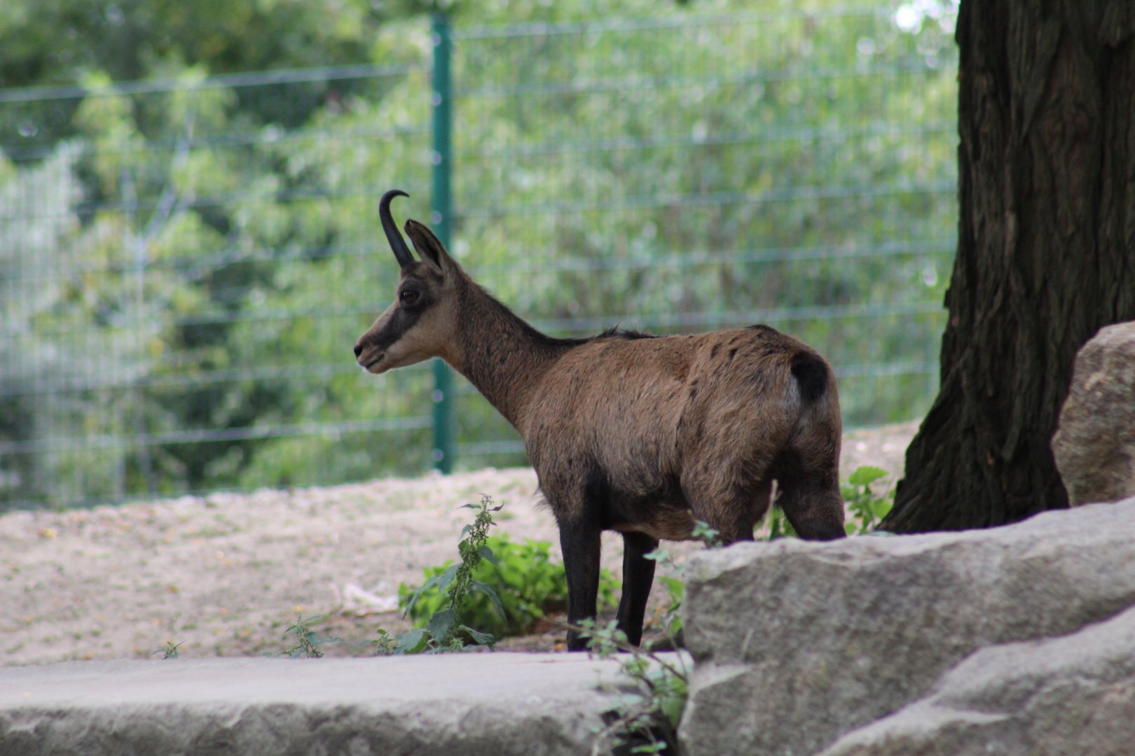 Alpine Chamois