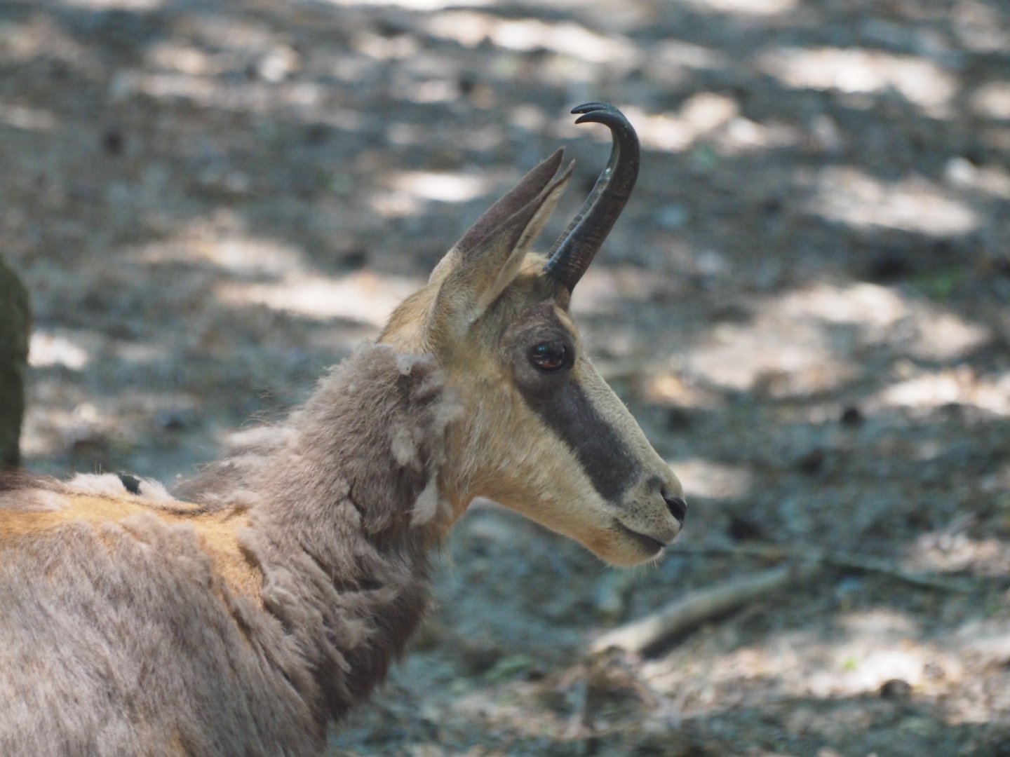 Alpine Chamois