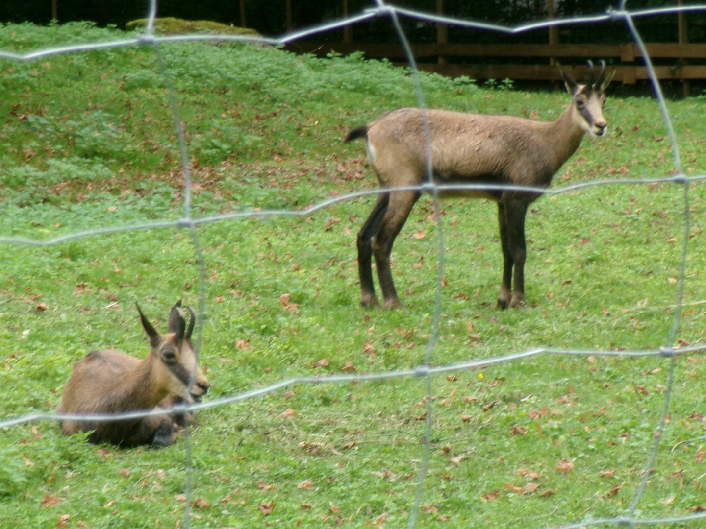 Alpine chamois