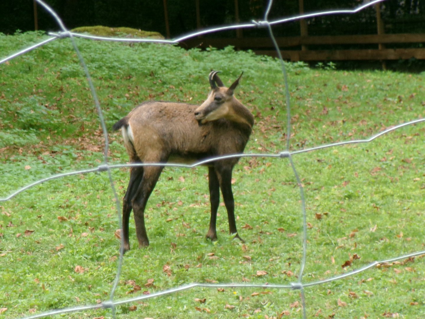 Alpine chamois