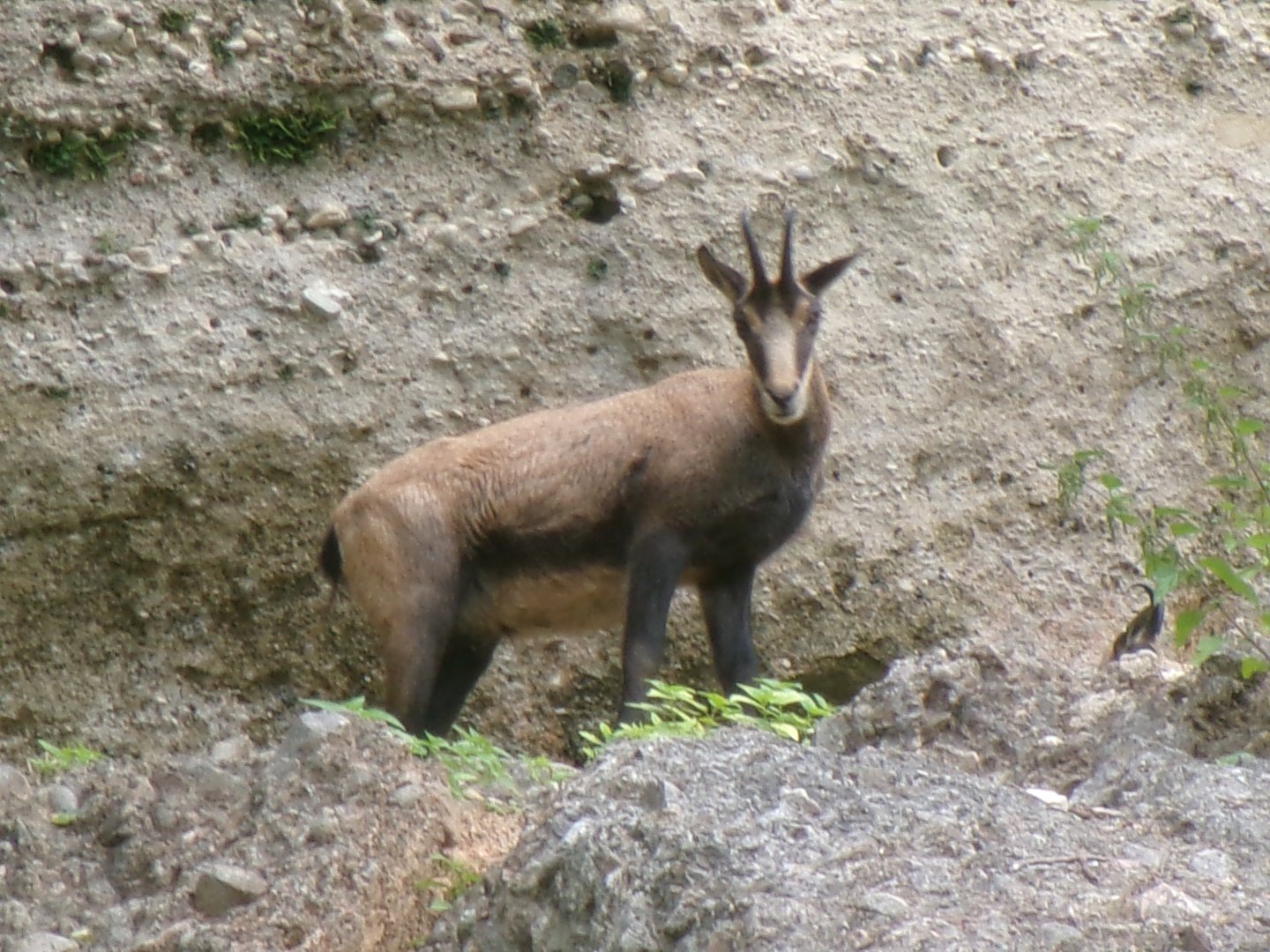 Alpine chamois