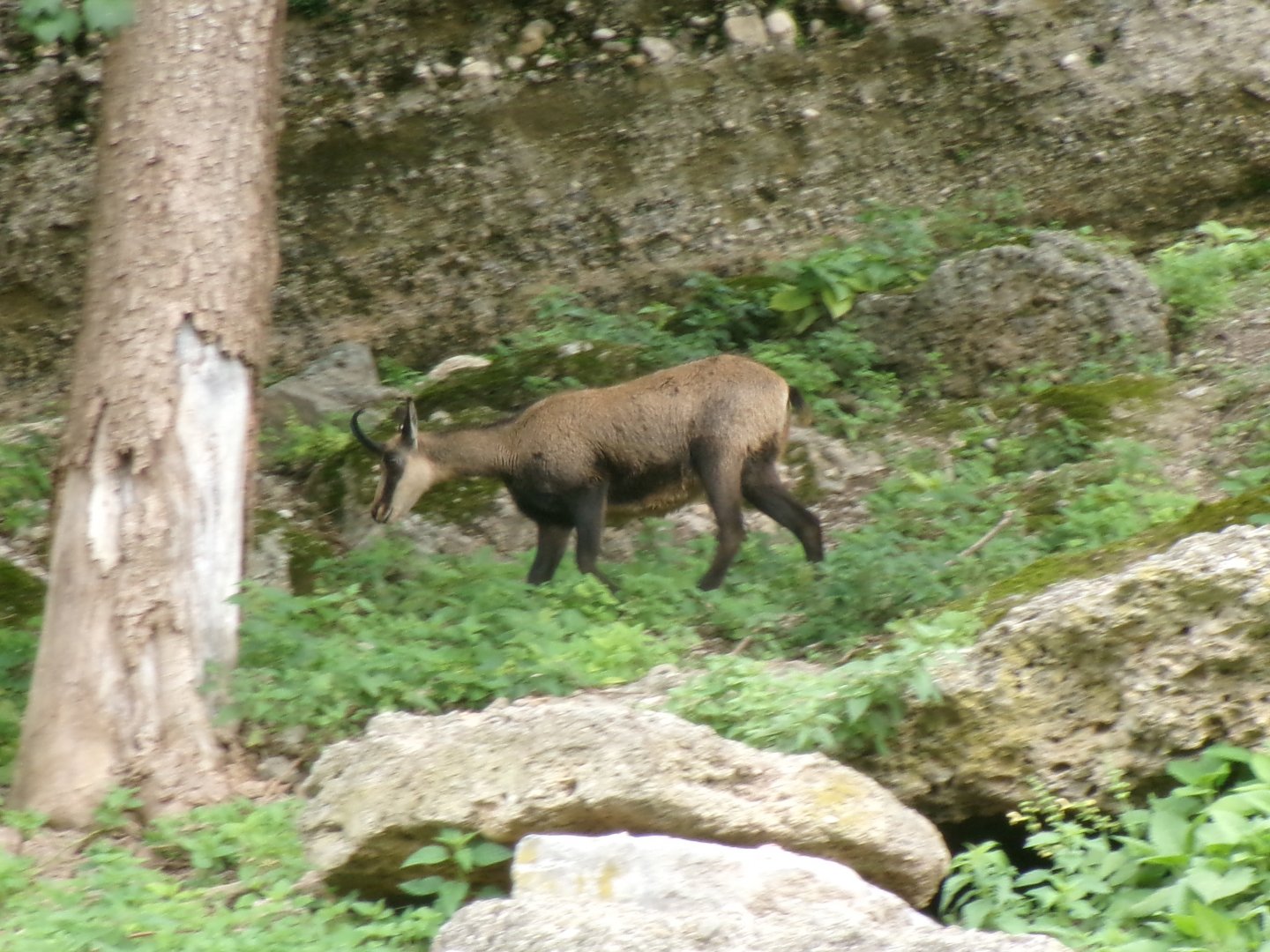 Alpine chamois