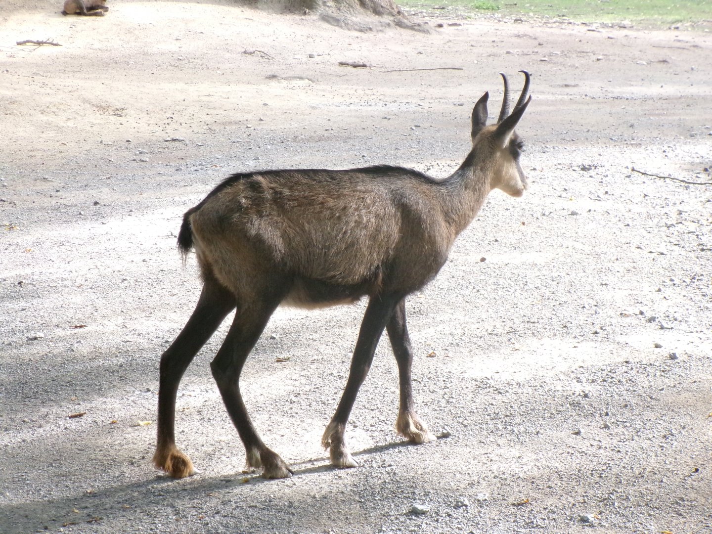 Alpine chamois