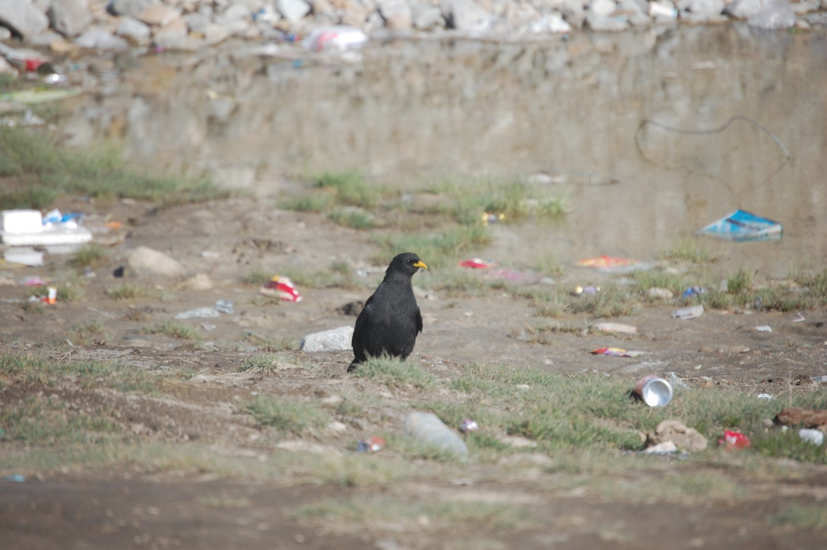 Alpine chough foraging among litter - Khunjerab Pass 7/5/2019