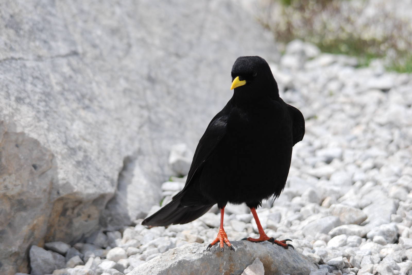 Alpine Chough in the Picos de Europa NP, 12/06/15