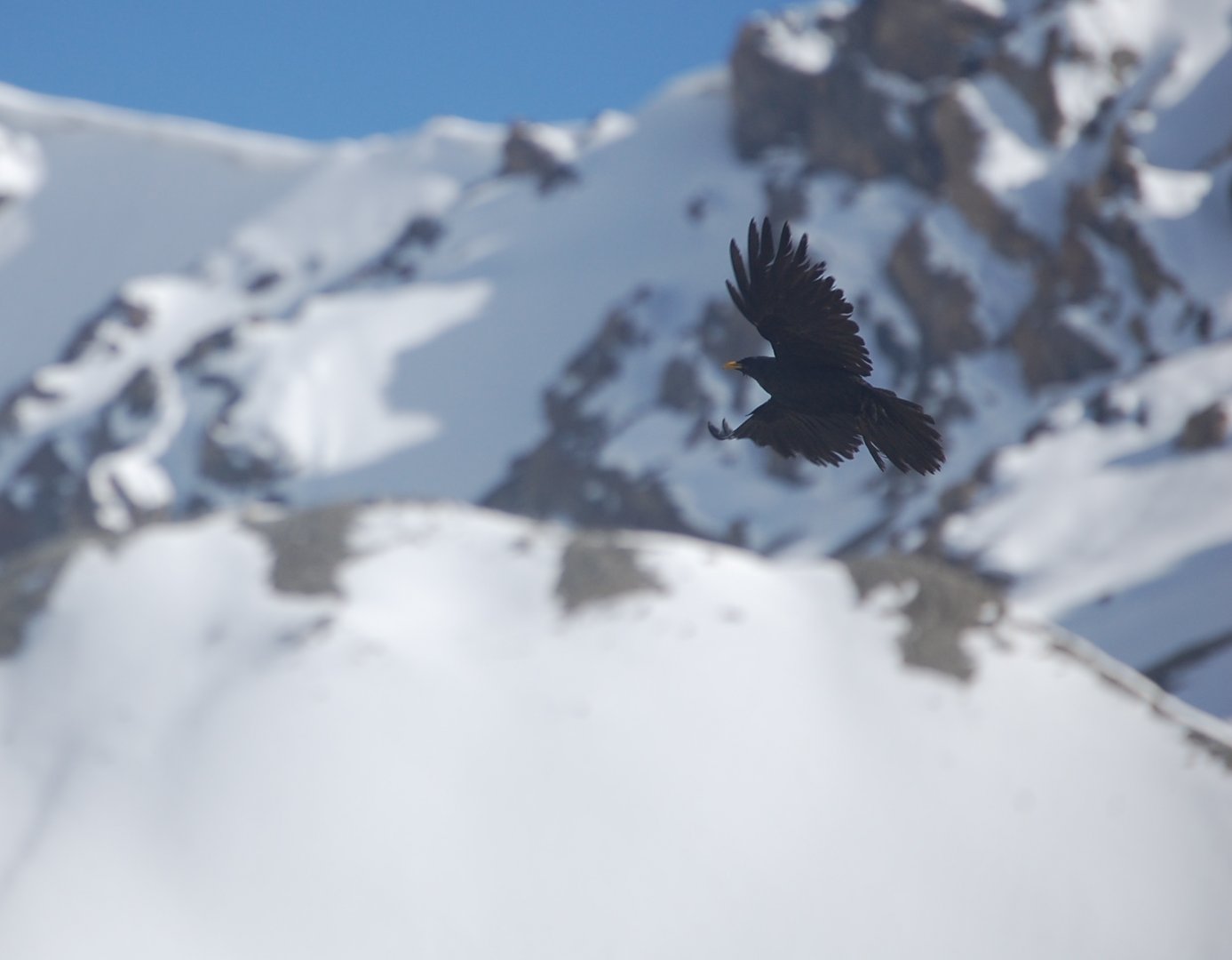 Alpine chough - Khunjerab Pass 7/5/2019