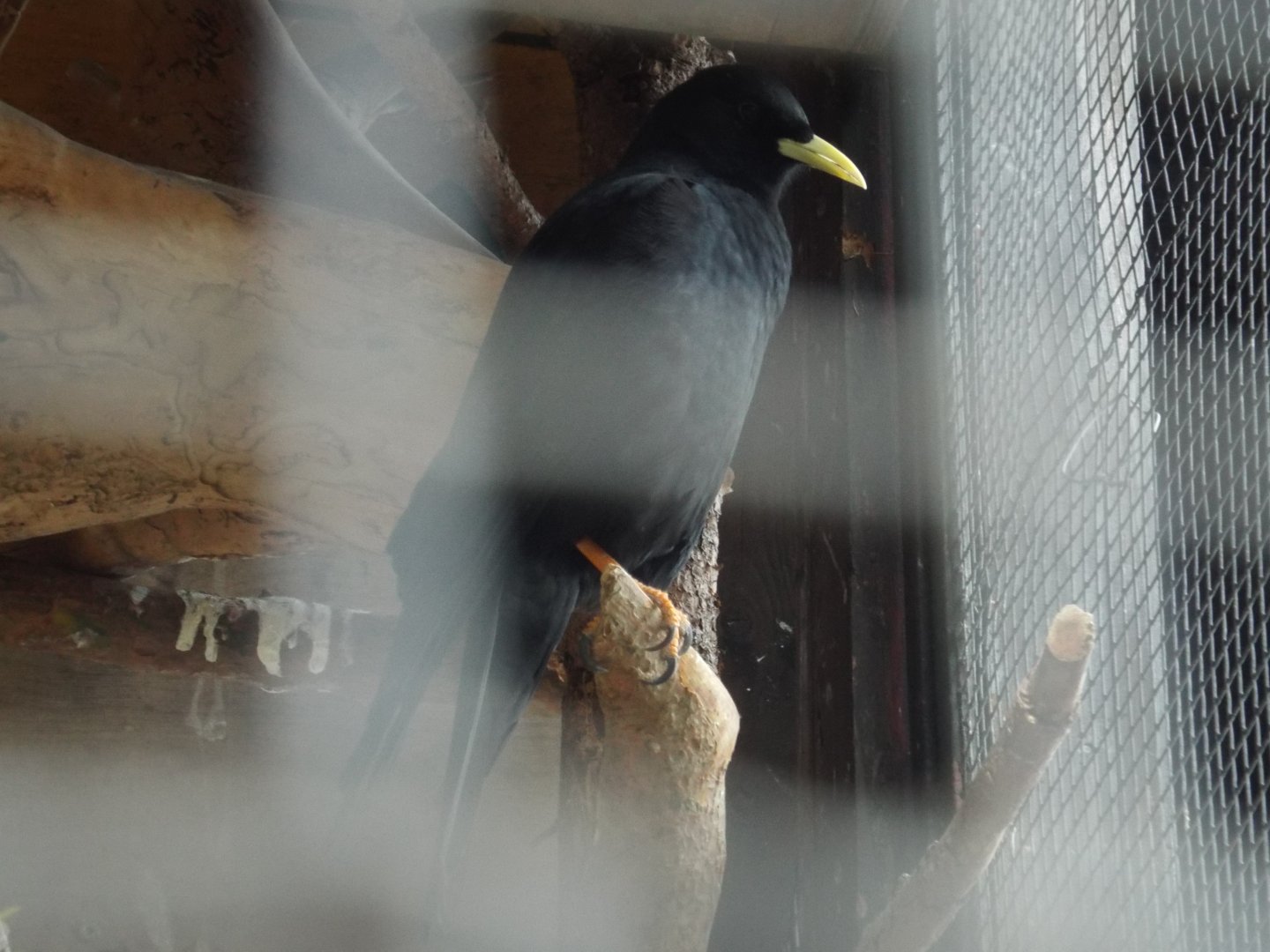 Alpine Chough (Pyrrhocorax graculus graculus) at Alpenzoo Innsbruck - April 11 2015