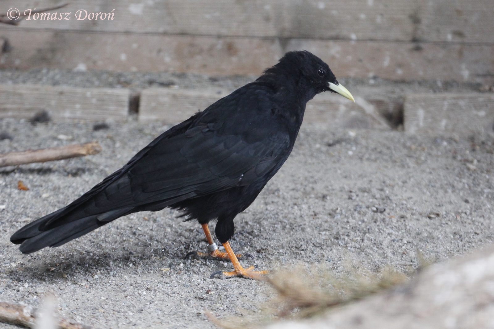 Alpine Chough (Pyrrhocorax graculus), July 2017