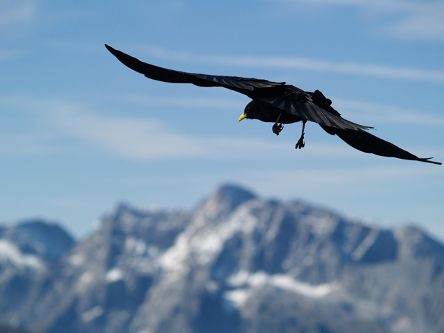 Alpine Chough