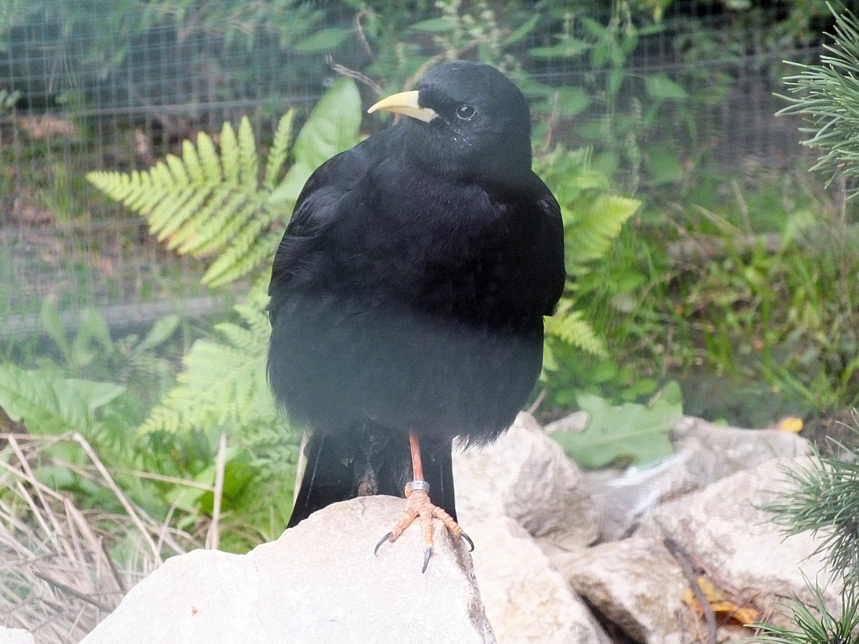 Alpine chough