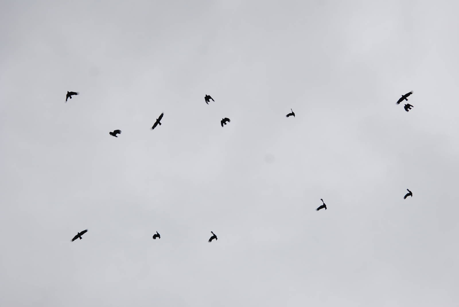 Alpine Choughs in the Picos de Europa NP, 12/06/15