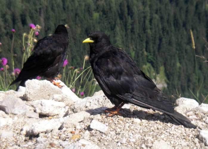 Alpine Choughs (Pyrrhocorax graculus)