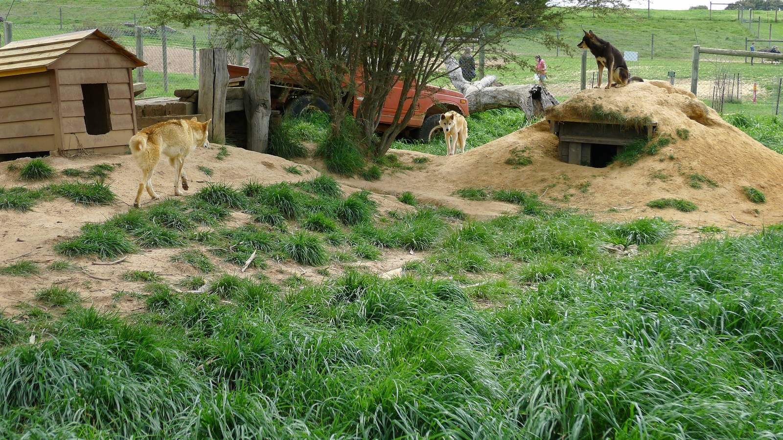 Alpine Dingo enclosure