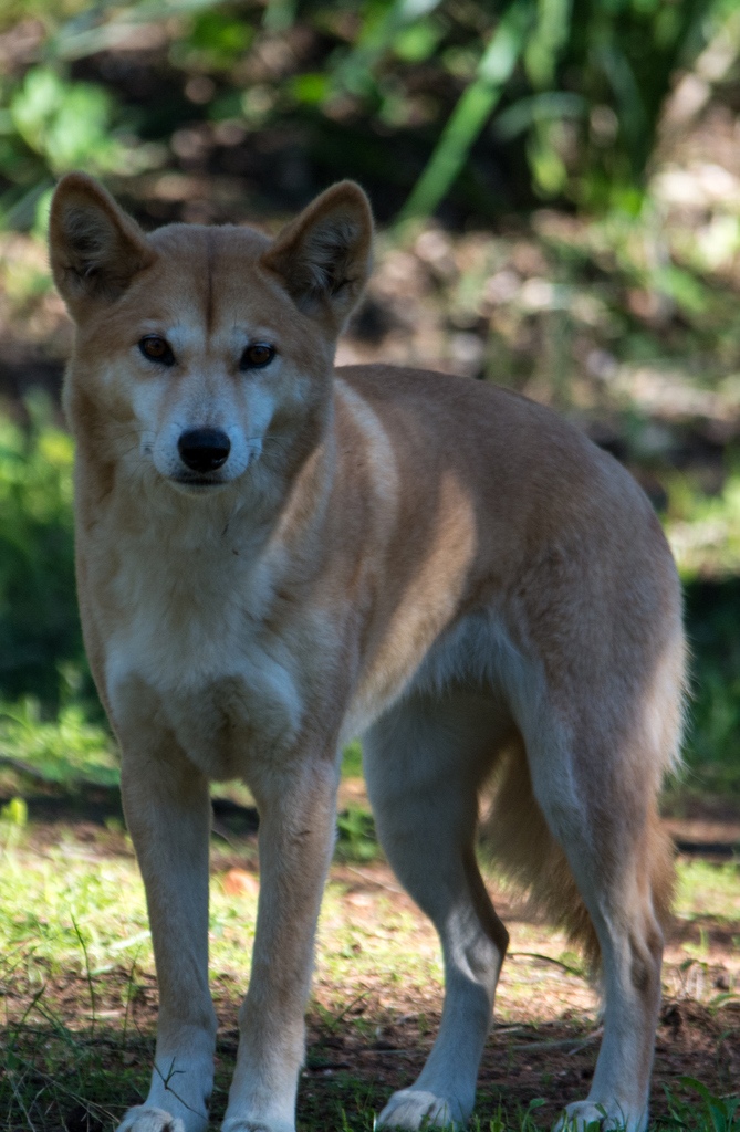 Alpine Dingo - Taronga Western Plains Zoo visit April 2014