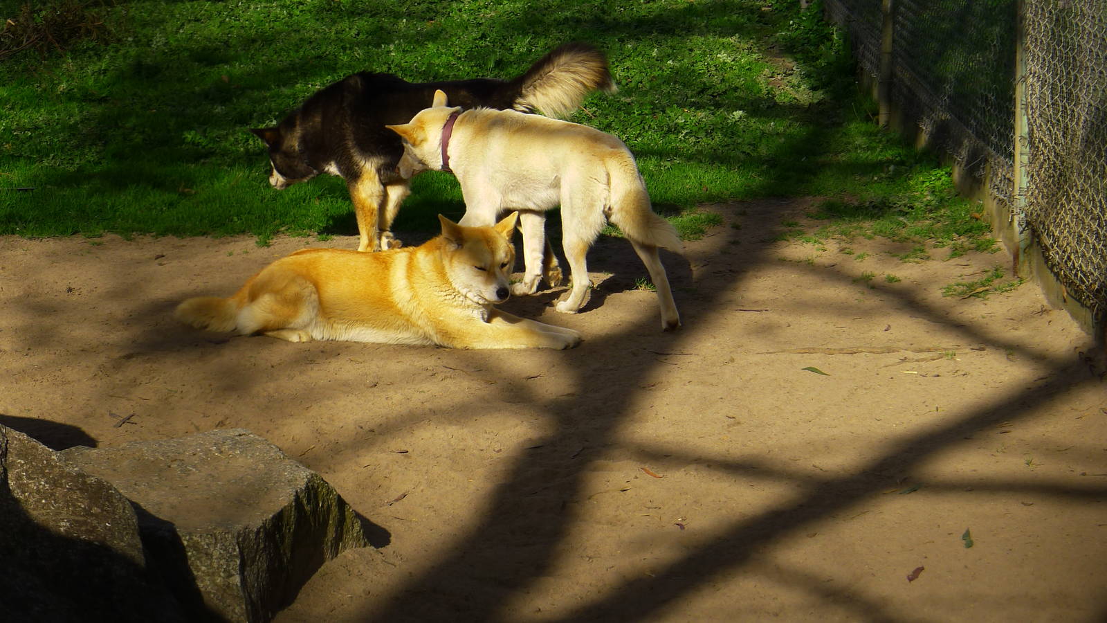 Alpine Dingos - 3 colours