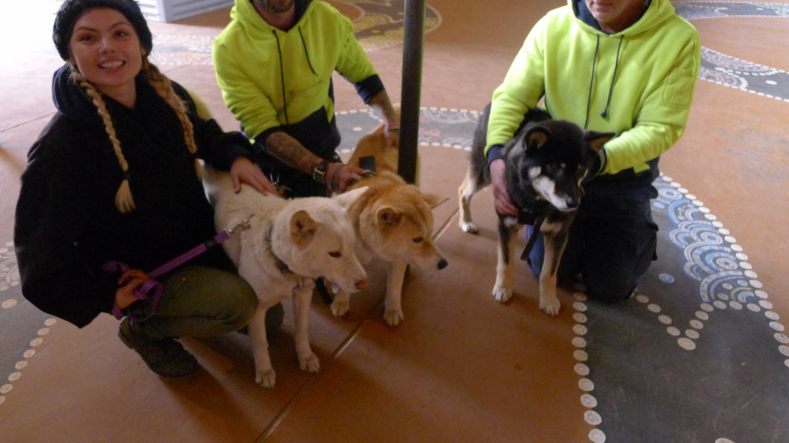 Alpine Dingos - out on a walk
