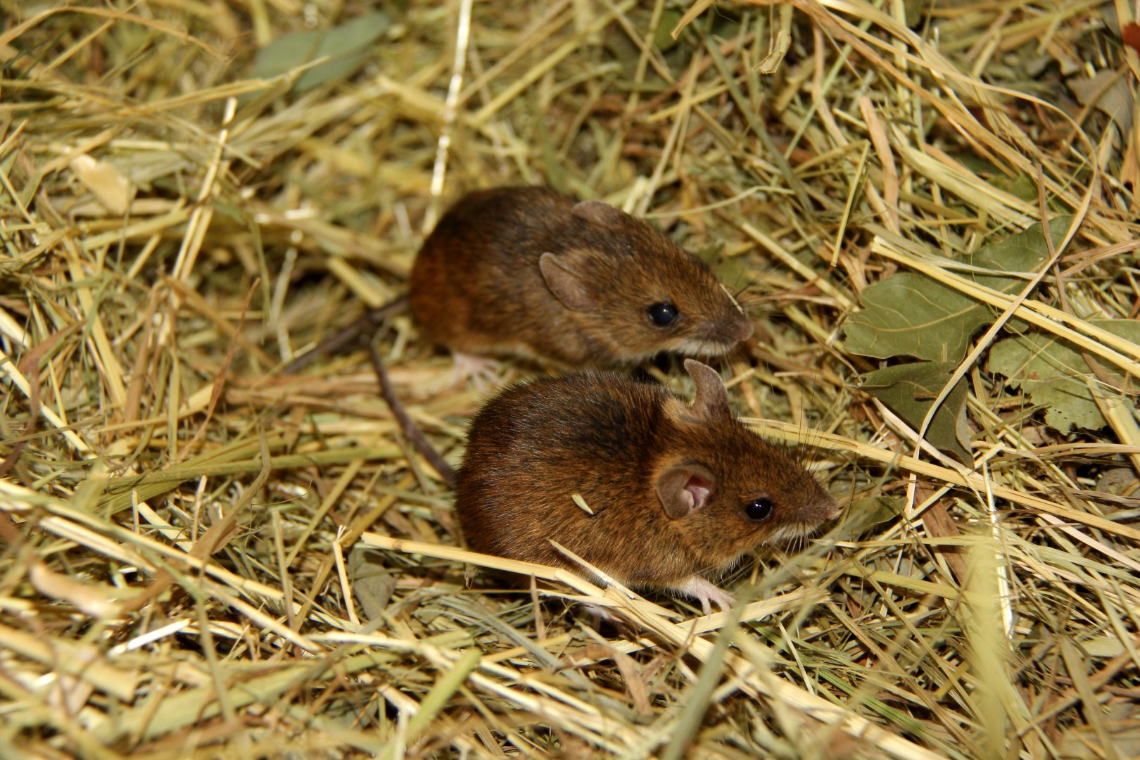 Alpine field mouse (Apodemus alpicola)