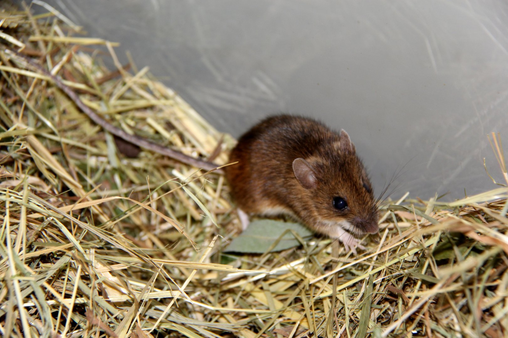 Alpine field mouse (Apodemus alpicola)