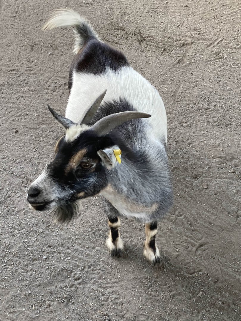 Alpine Goat