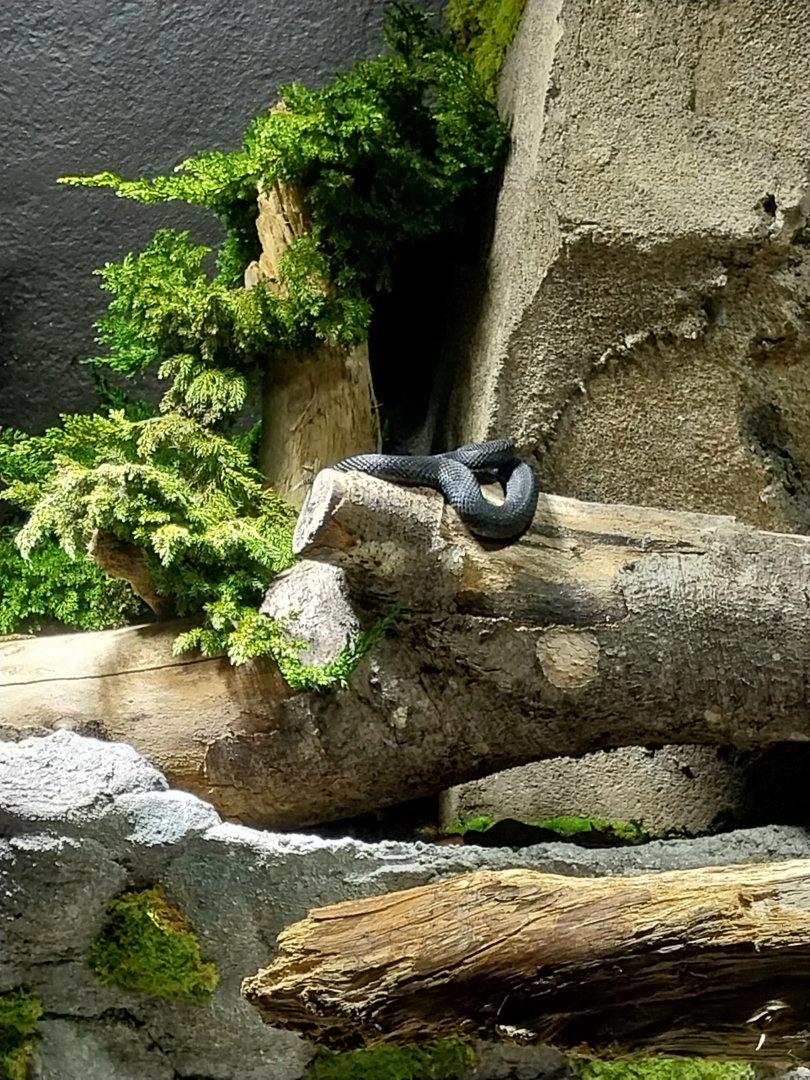 Alpine headwaters - Alpine viper (Vipera aspis atra)