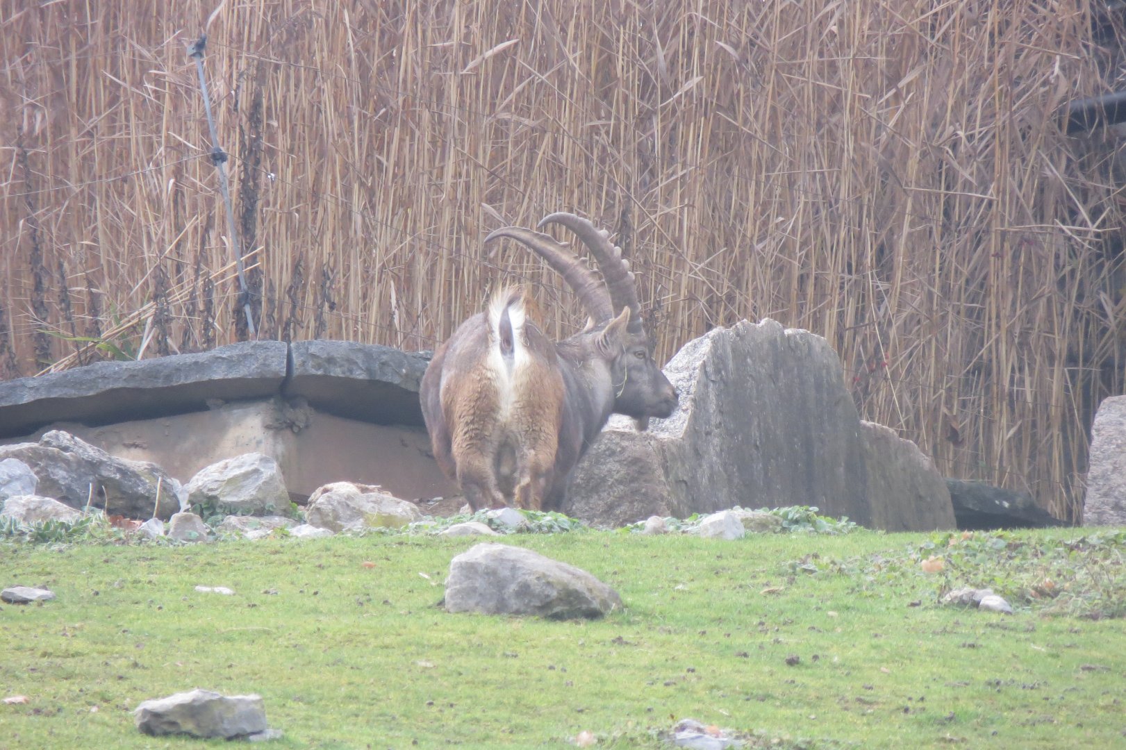 Alpine ibex 011218