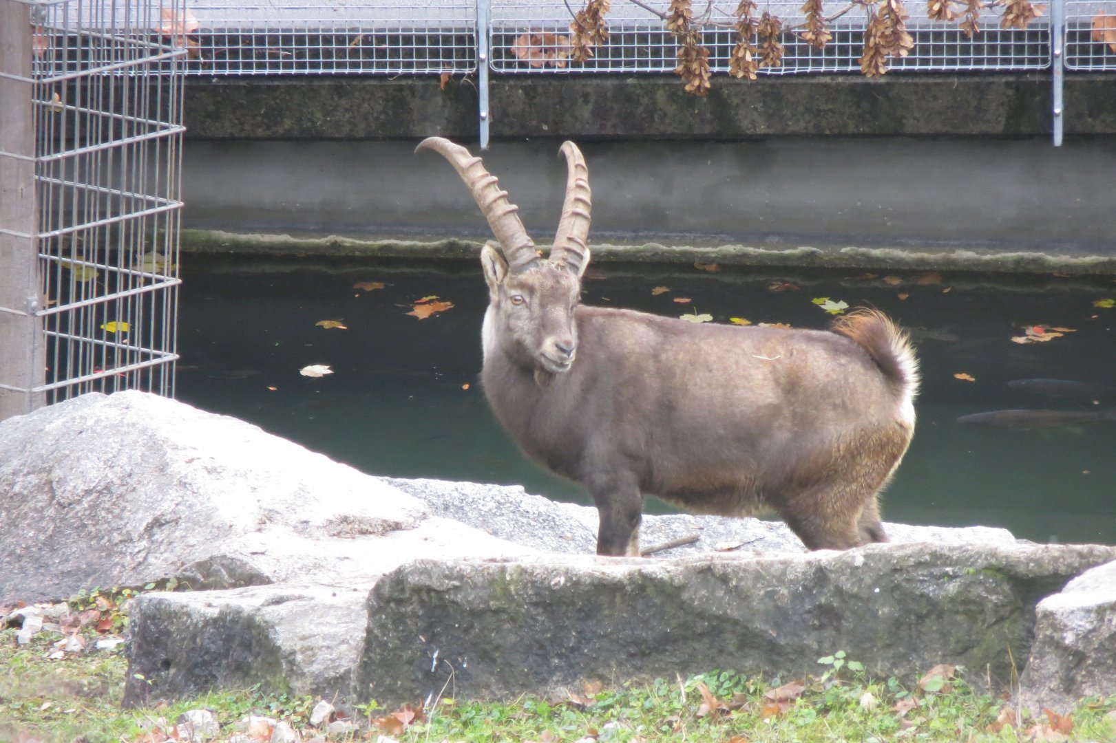 Alpine ibex 031218