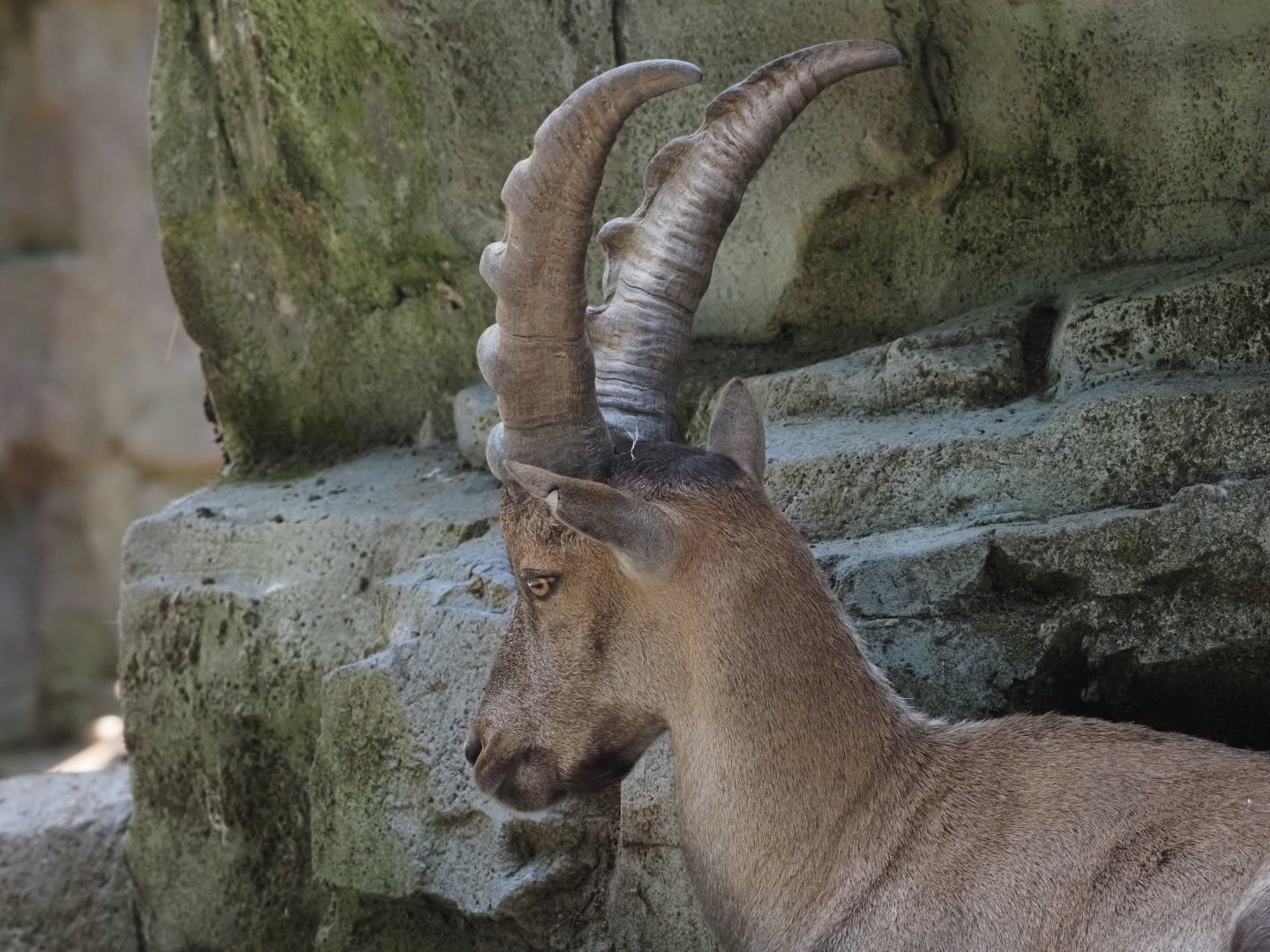 Alpine Ibex 1
