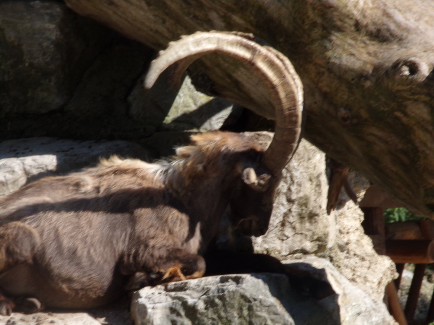 Alpine ibex 13.7.25