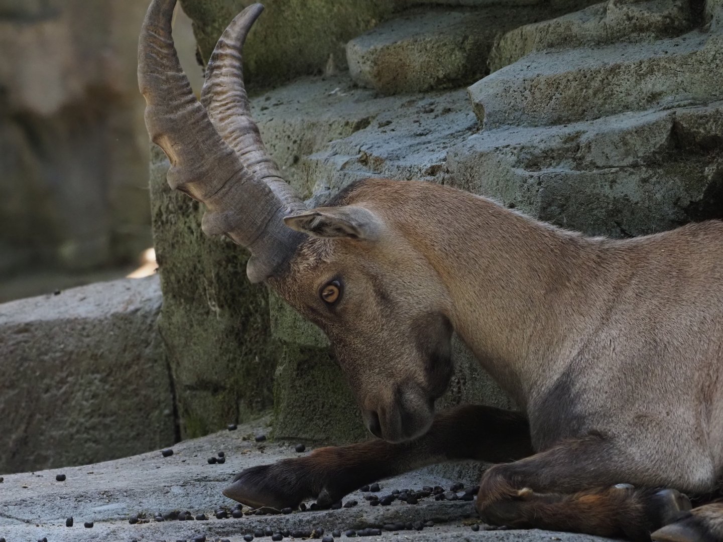 Alpine Ibex 2